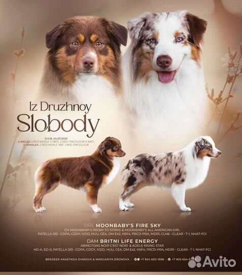 Щенки миниатюрной американской овчарки