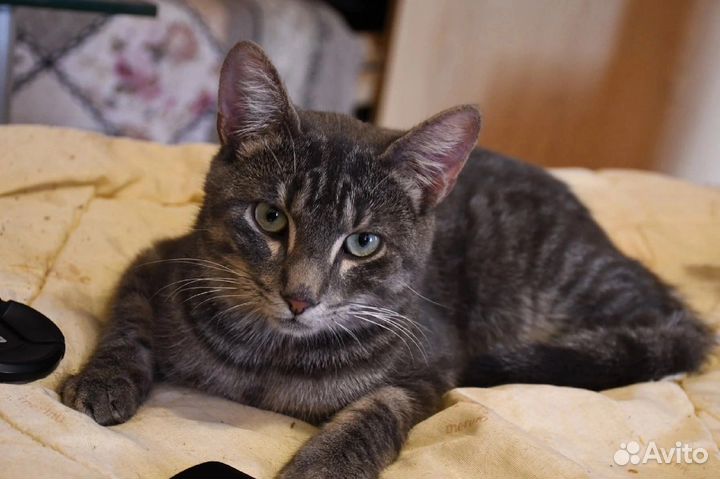 Котик в добрые руки