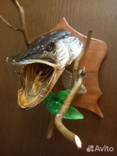 Чучело щуки