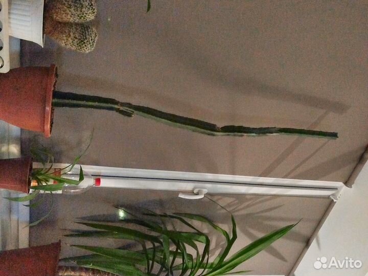 Большой кактус