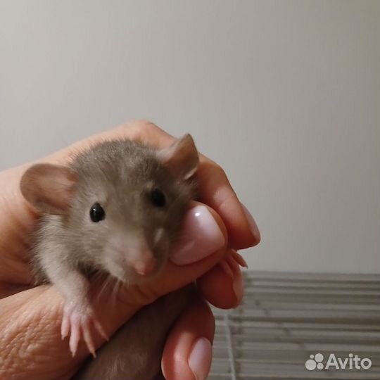 Крыса дамбо голубая