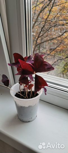 Кислица домашняя