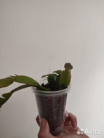 Декабрист шлюмбергера жëлтый