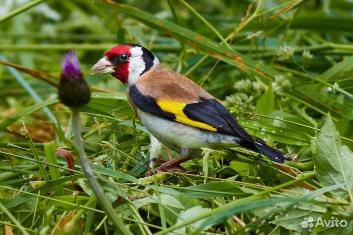 Щегол привезли из Новосибирская