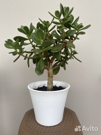 Красула овата