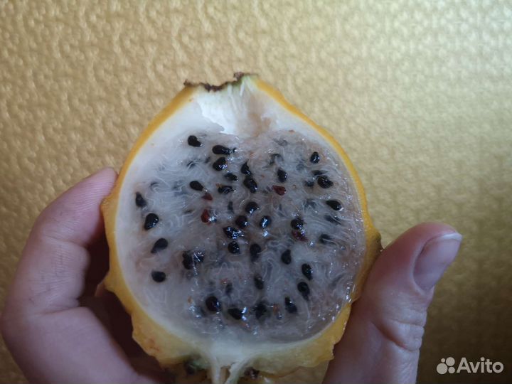 Питахайя желтая