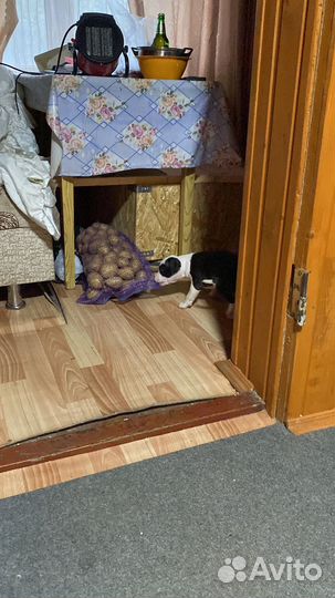 Щенки стафа