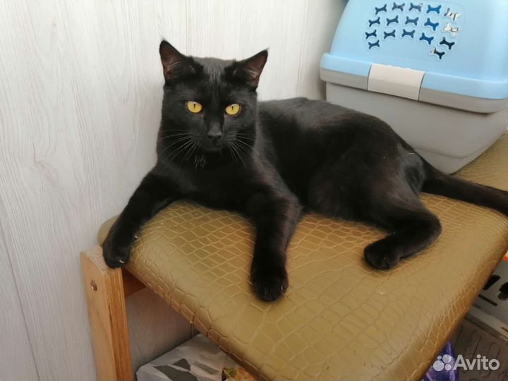 Кошки бесплатно