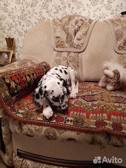 Продам щенков далматинцев