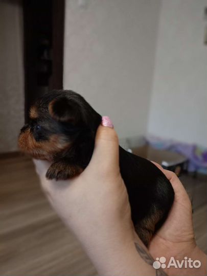 Йокширский терьер мини