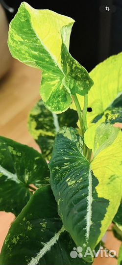 Сингониум яичница вар (scrambled eggs var)