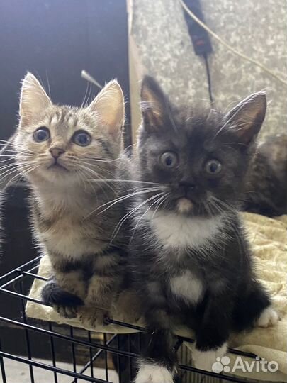 Котята в приюте