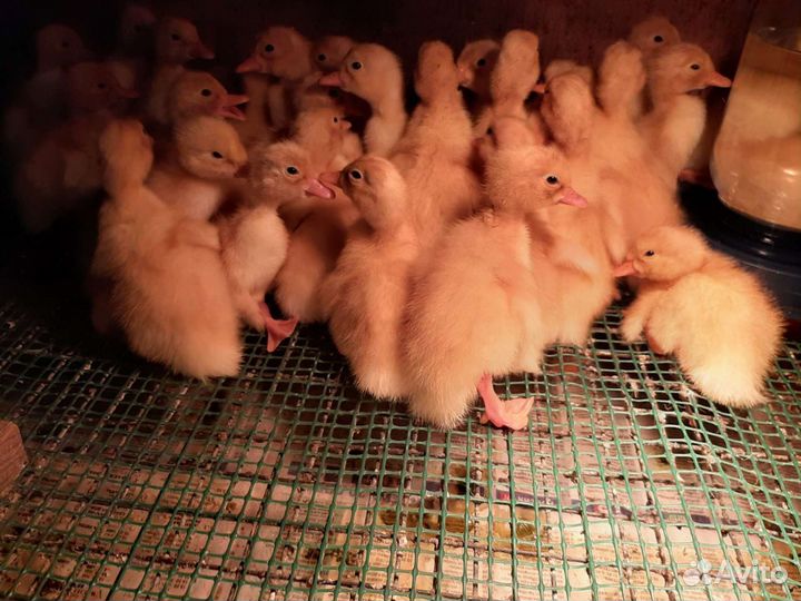 Цыплята, утята