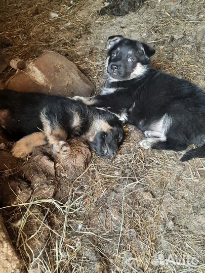 Щенки немецкой овчарки