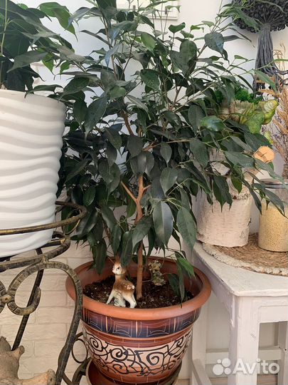 Фикус бенджамина