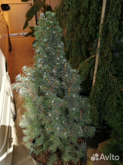 Ели карликовые