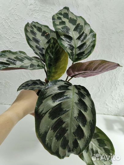 Калатея хелен кеннеди