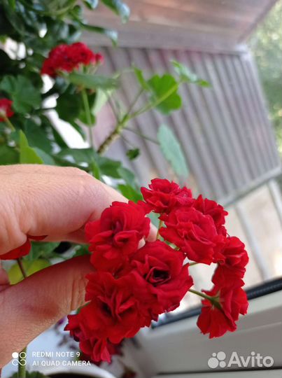 Пеларгония герань