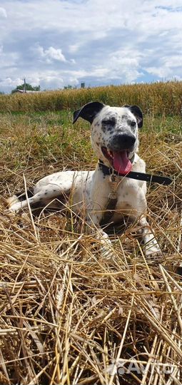 Далматинец