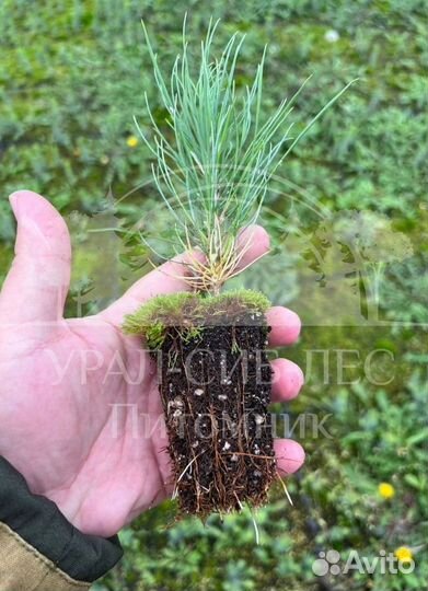 Голубая ель зкс сеянцы