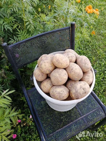 Продам картофель