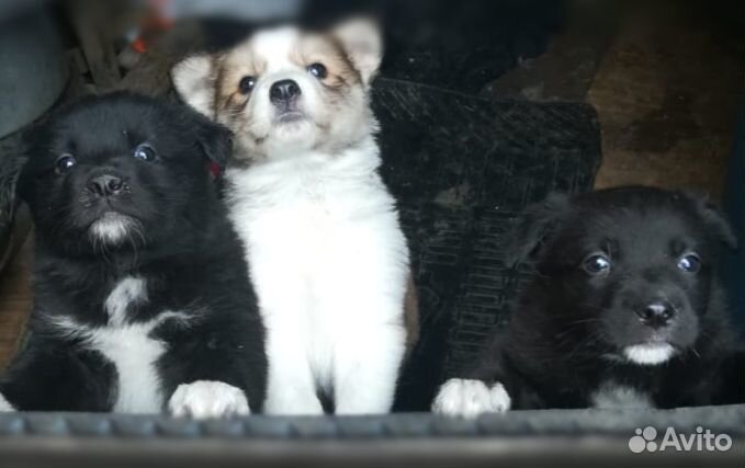 Щенки