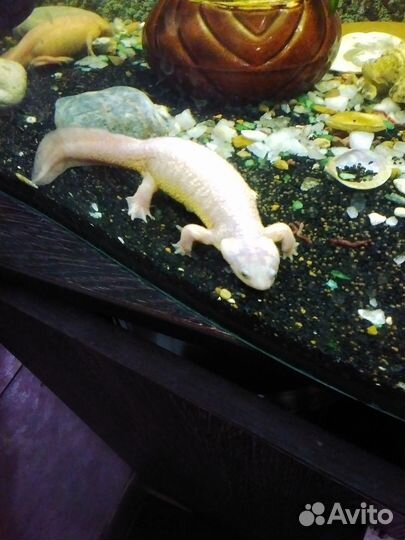 Самочка тритона