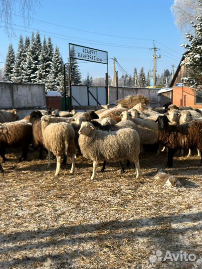 Ягнята, овцы, бараны