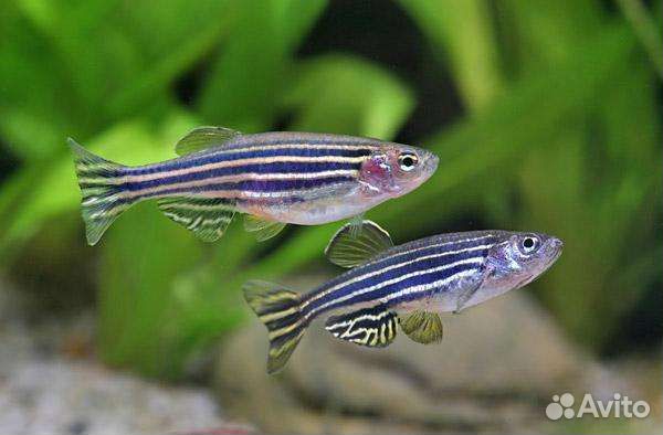 Аквариумные рыбки