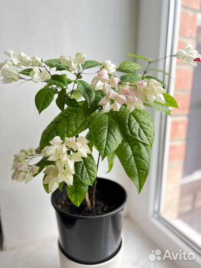 Клеродендрум Томпсон