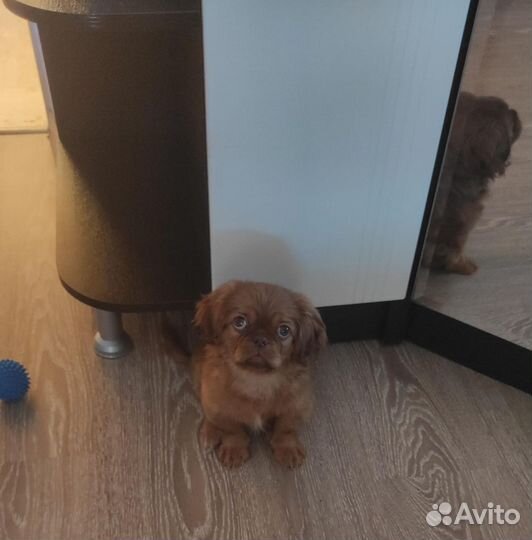 Собаки пекинес