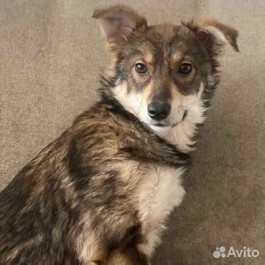 Замечательный щенок Твикс в дар