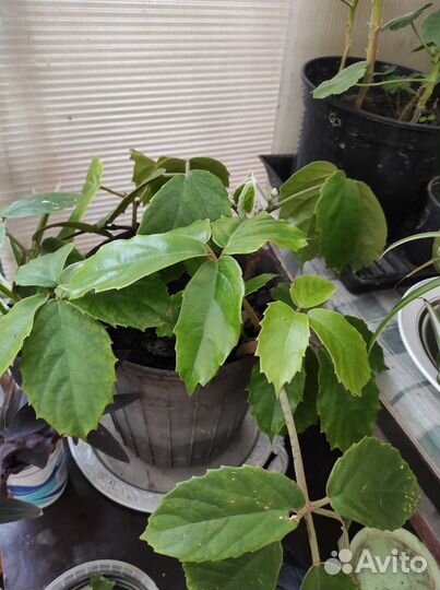 Цетрастигма