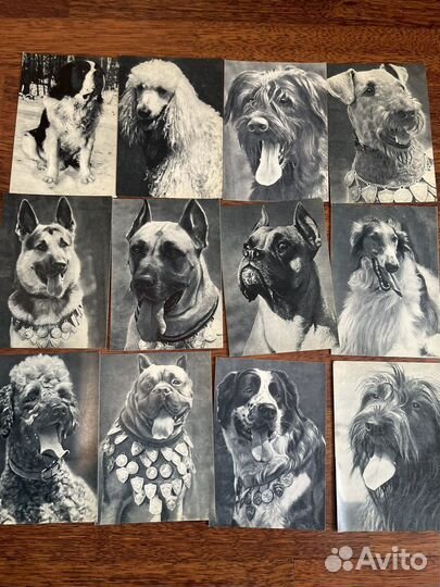 Открытки советские СССР собаки кошки