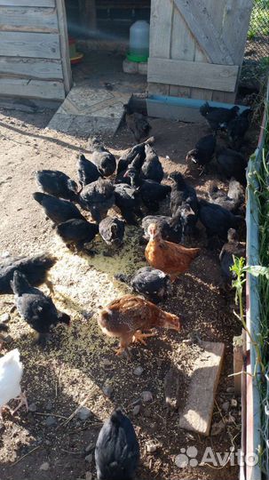 Цыплята 2 месяца