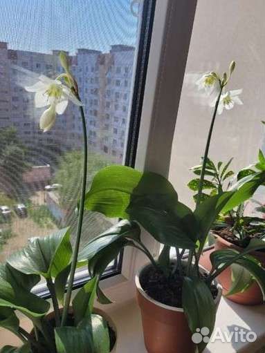 Эухарис амазонская лилия