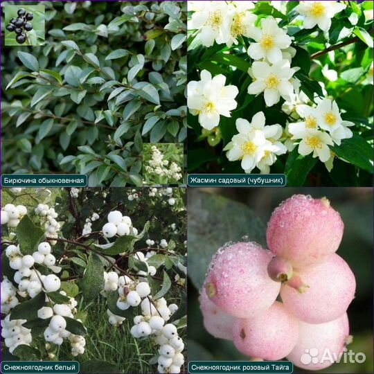 Лианы и Декоративные кустарники