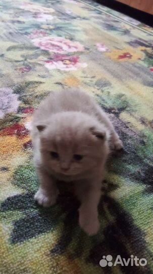Британские котята