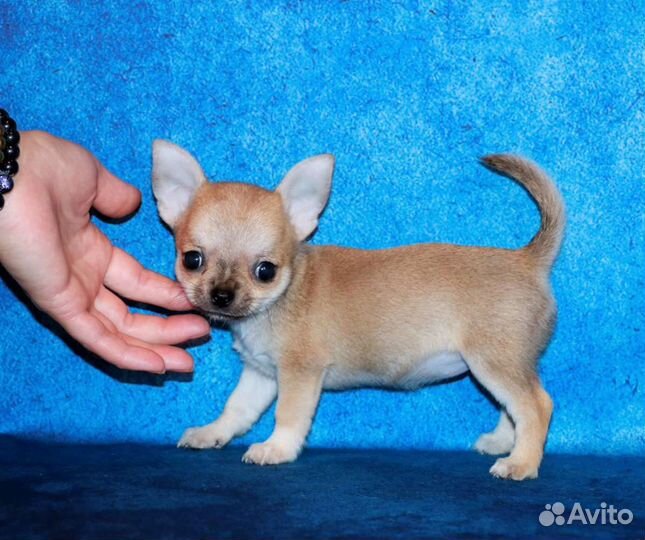 Щенки чихуахуа большой выбор окрасов