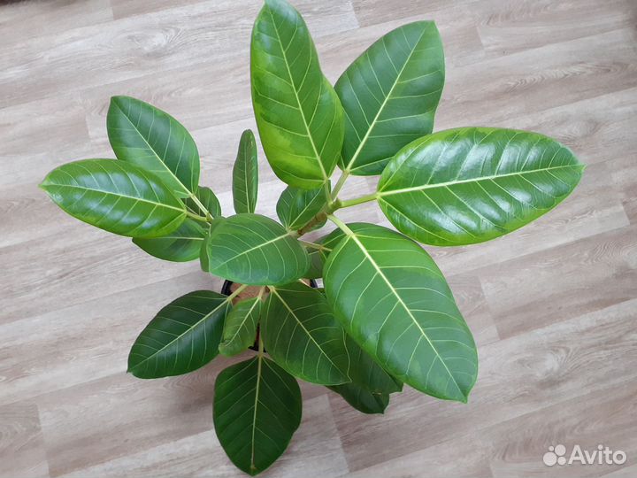 Король Сиама/Бенгальский тигр/Цикламен евр