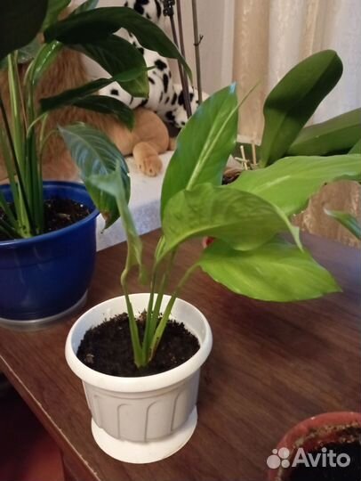 Спатифиллум