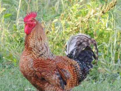 Петухи - лучшие породы, Сергиев Посад