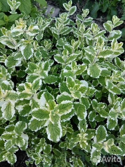 Мята сортовая