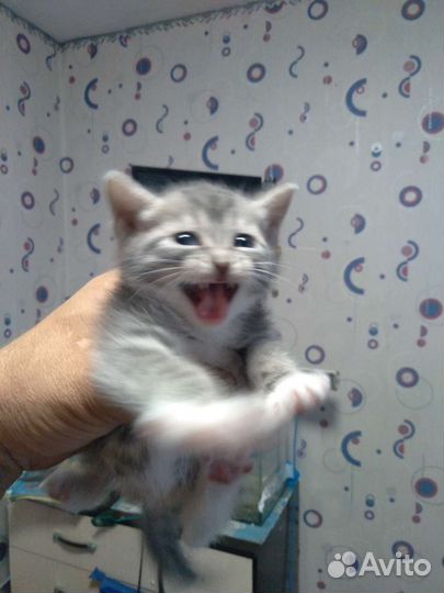 Котята в добрые руки дар