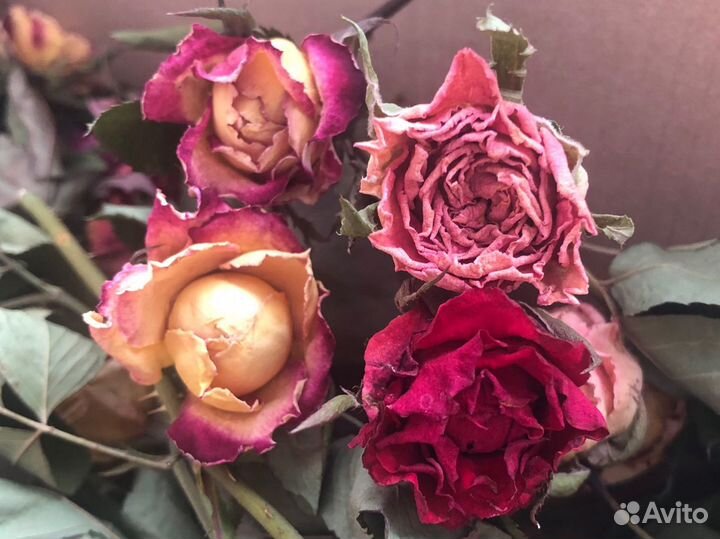 Сухоцветы розы