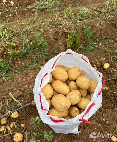 Картофель оптом