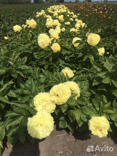 Пион Double Friend