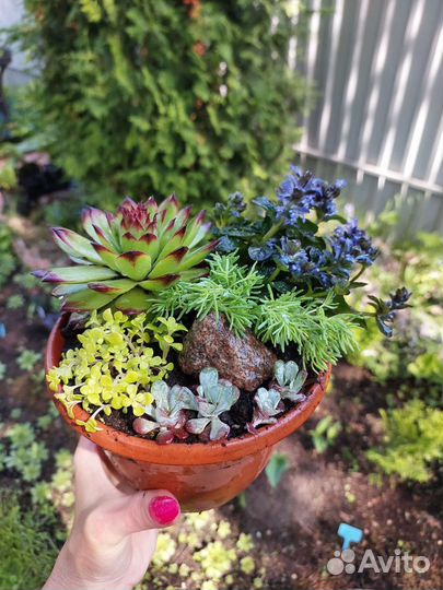 Суккуленты,почвопокровники