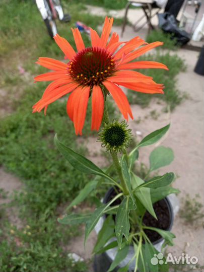 Эхинацея сорт 