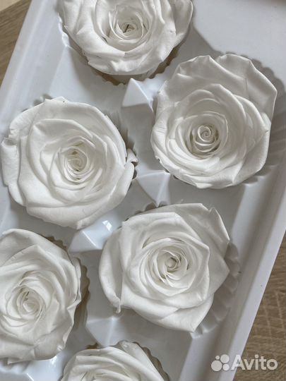 Стабилизированная роза